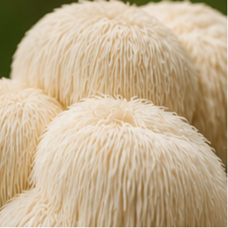 Lion’s Mane