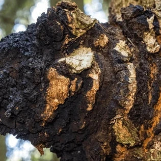 Chaga