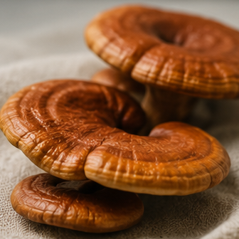 Reishi